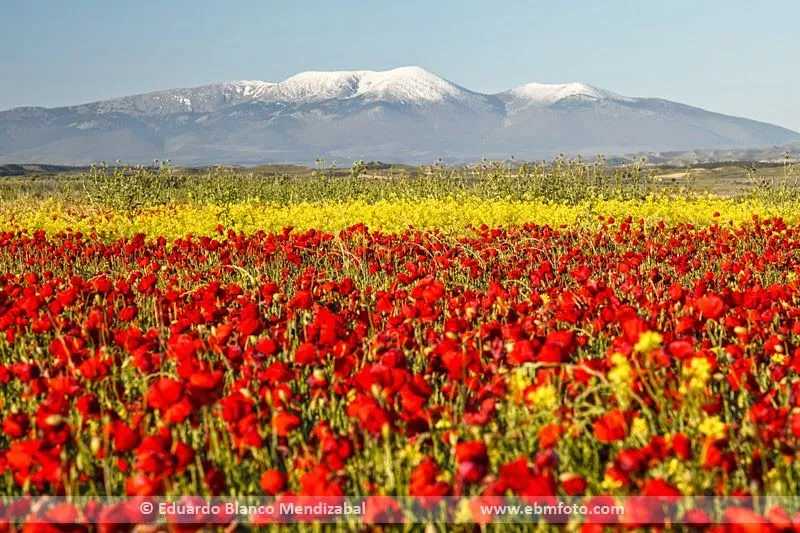 Curso práctico de fotografía primaveral. Paisaje y flores del ... Curso práctico de fotografía primaveral. Paisaje y flores del ...