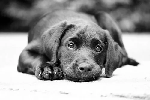Cute Animals Pictures