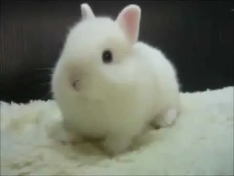 cute bunny (conejito lindo) - YouTube
