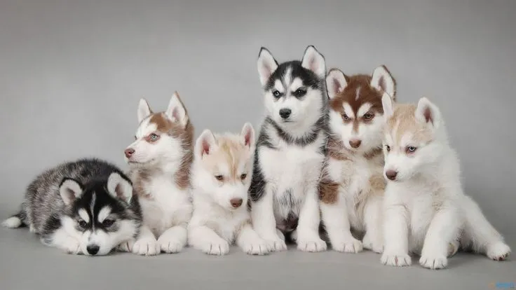 Cute Husky Puppies | Cute Husky Puppies HD Wallpaper Cute Husky ...