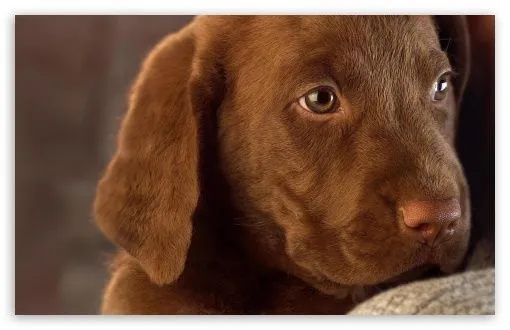 Cute Labrador Puppy HD desktop wallpaper : High Definition ... Cute Labrador Puppy HD desktop wallpaper : High Definition ...