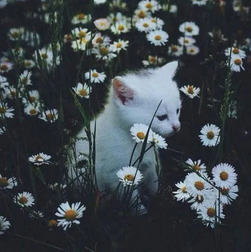 cute tumblr gatos margaritas flores verde blanco hermoso ...