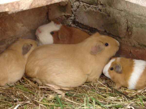 El Cuy: herencia inca | Clau la patitas