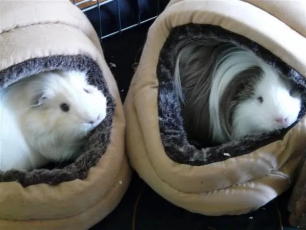 yo tengo dos hamsters uno se llama bubble y el otro jantaro uno es ... yo tengo dos hamsters uno se llama bubble y el otro jantaro uno es ...