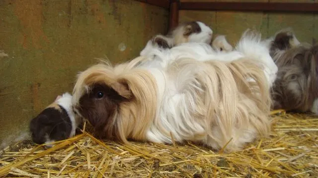 CUYOS PERUANOS DE ANGORA en A. Obregón