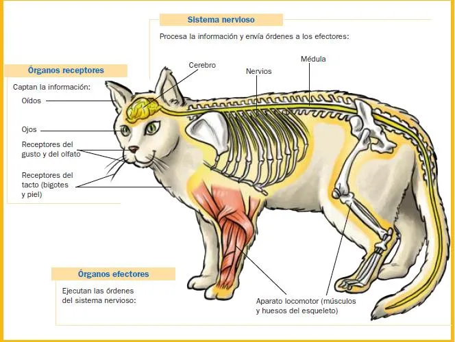 C.Vanesa Céspedes. LOS ANIMALES