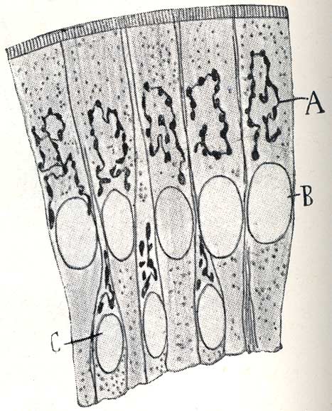 CVC. Santiago Ramón y Cajal. Recuerdos de mi vida. Historia de mi ... CVC. Santiago Ramón y Cajal. Recuerdos de mi vida. Historia de mi ...