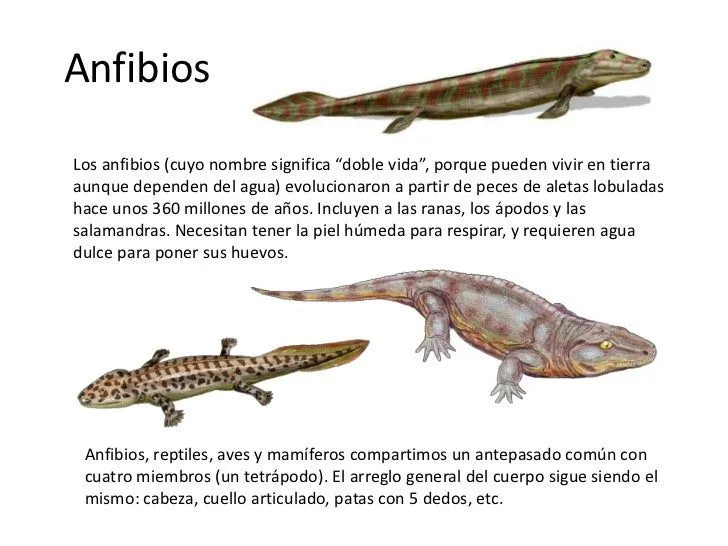 da-del-orgullo-primate-14-728. ...