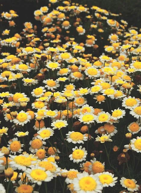 Daisies Margaritas Nails [ My Nails 101 ] by Fashion Fab News ...