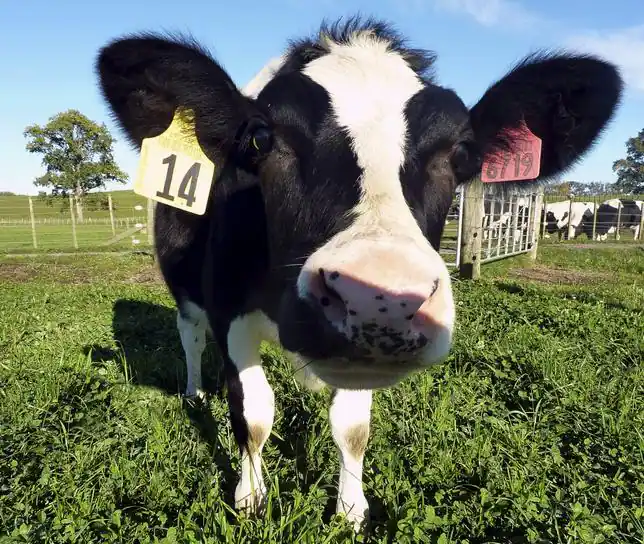 Daisy», la vaca clonada que puede acabar con la alergia a la leche ... Daisy», la vaca clonada que puede acabar con la alergia a la leche ...