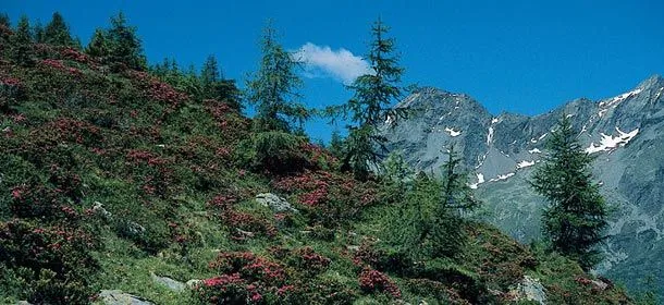 Daksy - amici dei parchi naturali altoatesini | Le Brughiere di ... Daksy - amici dei parchi naturali altoatesini | Le Brughiere di ...