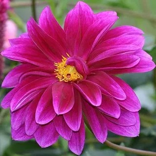 Dalia lila