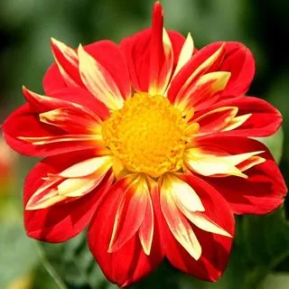 Dalia rojo con amarillo