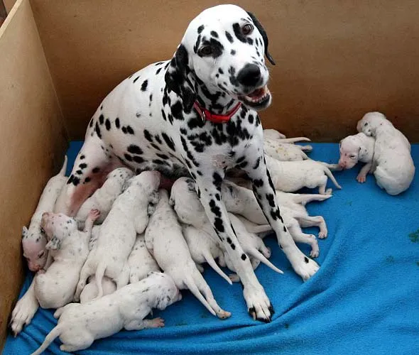 Una dálmata británica da a luz a 18 cachorros en un único parto ... Una dálmata británica da a luz a 18 cachorros en un único parto ...