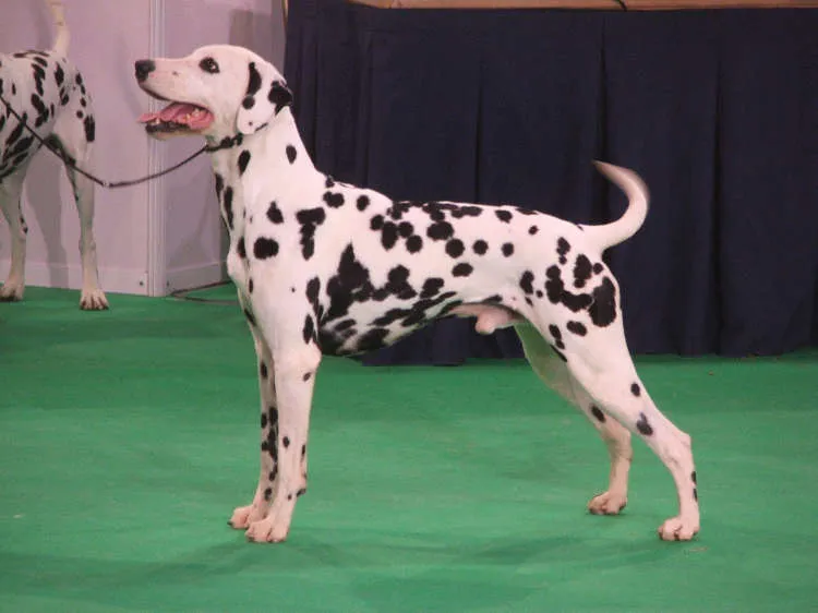 dalmata criadero de dalmatas cachorros dalmatas dalmatian dalmata criadero de dalmatas cachorros dalmatas dalmatian