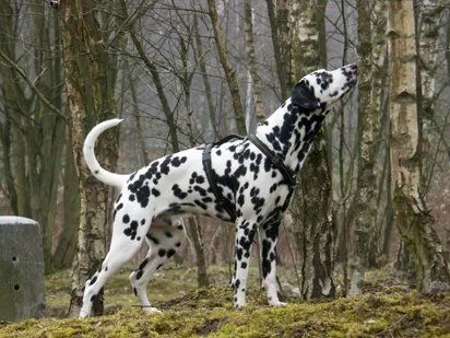 El Dálmata | Cuidar de tu perro es facilisimo.com El Dálmata | Cuidar de tu perro es facilisimo.com