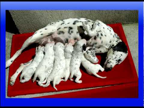 DALMATA, la mejor historia de amor de todos los tiempos - YouTube DALMATA, la mejor historia de amor de todos los tiempos - YouTube