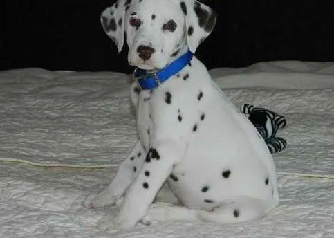 Dalmata - Perros - Venta Mascotas