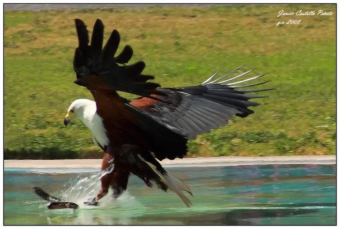 Dame Caña Aguila cazando