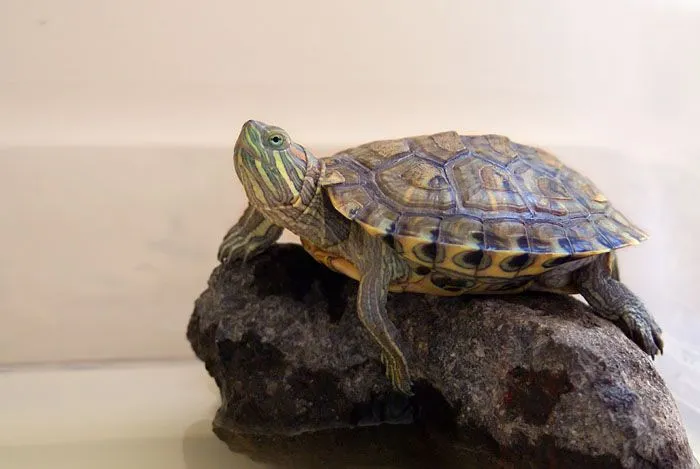 Dame Caña El Rayo McQueen