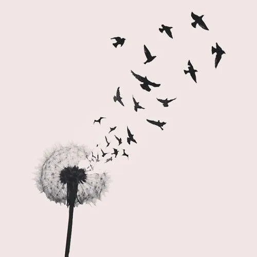 Dandelion / Diente de león on Pinterest | Dandelions, Make A Wish ...