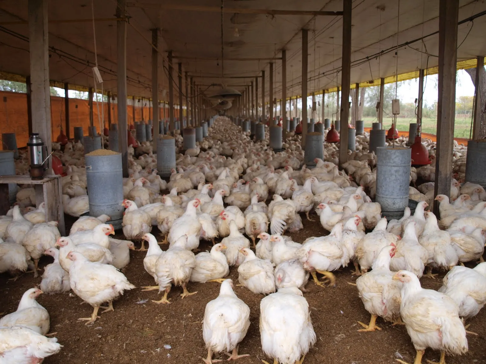 Daniel y Marlise: Granjas de pollos - Chicken farm Daniel y Marlise: Granjas de pollos - Chicken farm