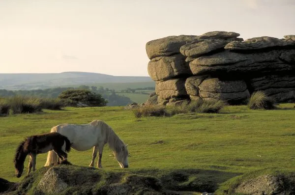 dartmoor.jpg