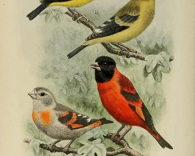 Datos de Cardenalito, dieta, hábitat e imágenes en Animalia.bio Datos de Cardenalito, dieta, hábitat e imágenes en Animalia.bio