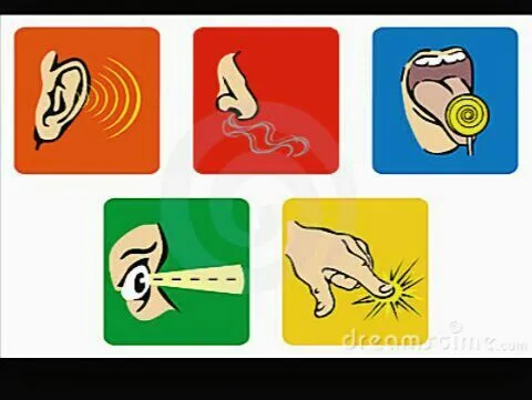 Datos Curiosos sobre mi cuerpo - Datos de los 5 sentidos del ... Datos Curiosos sobre mi cuerpo - Datos de los 5 sentidos del ...