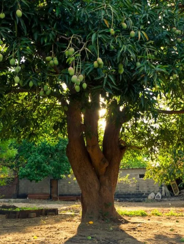 7 datos curiosos sobre los mangos que probablemente no sabías - BBC News  Mundo