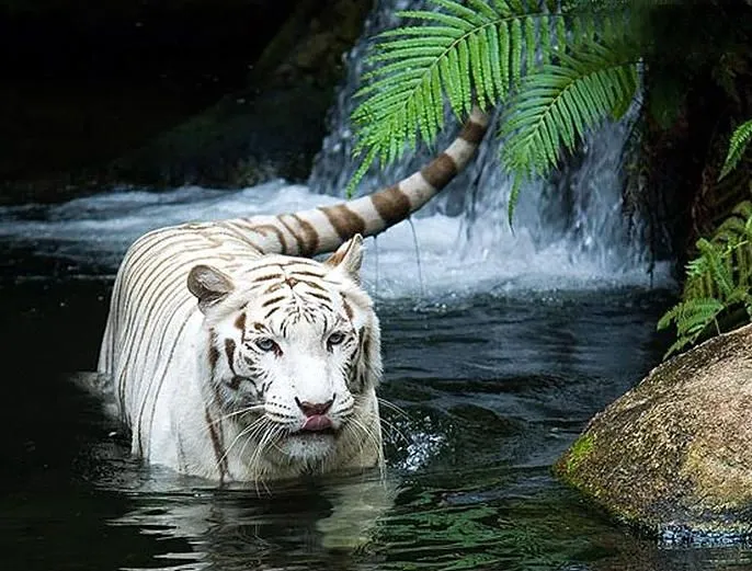 Datos Curiosos del Tigre de Bengala