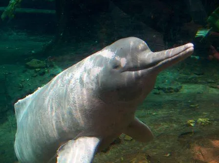 Datos sobre el delfín rosado del amazonas » DELFINPEDIA Datos sobre el delfín rosado del amazonas » DELFINPEDIA