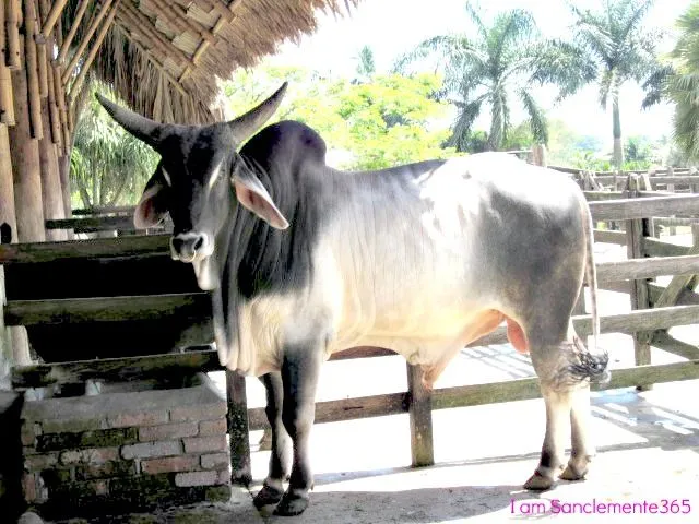Day 48 El Toro Cebu en Colombia | Sanclemente365 Day 48 El Toro Cebu en Colombia | Sanclemente365