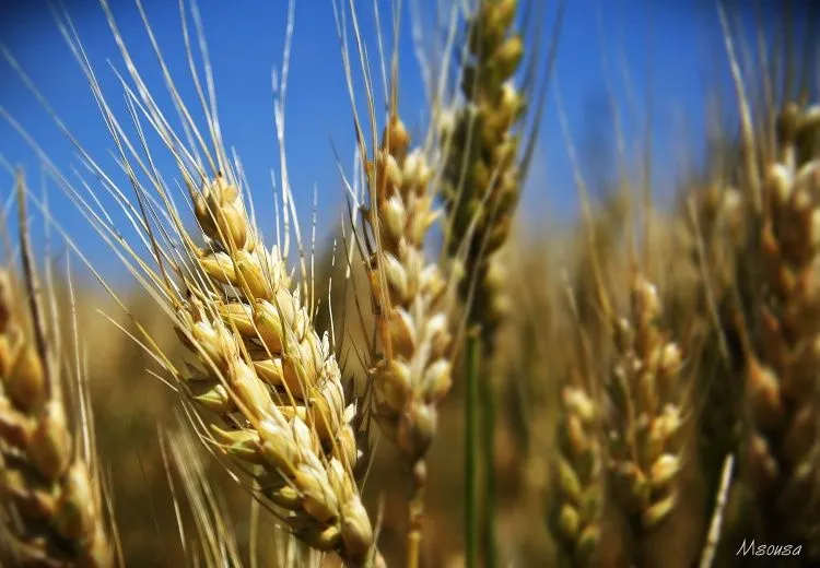 Espiga de trigo - Imagui