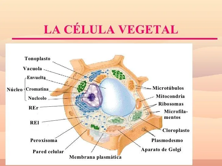 Dbacelizalacelula 090523122756-phpapp01