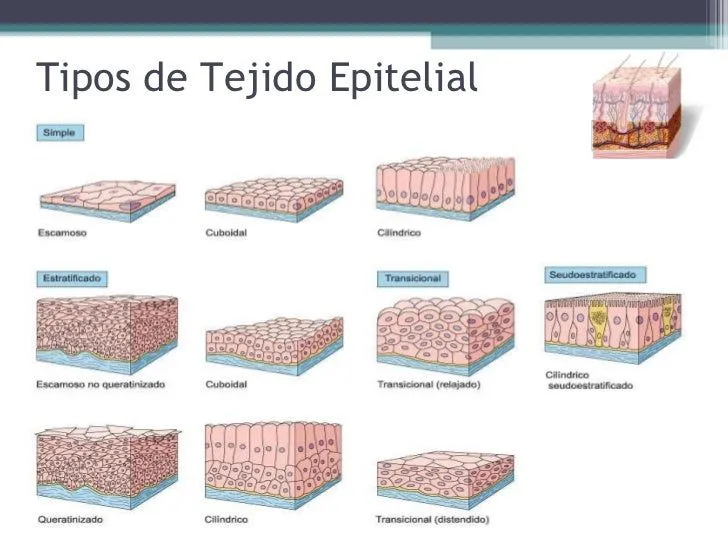 de-clulas-a-tejidos-8-728.jpg? ...