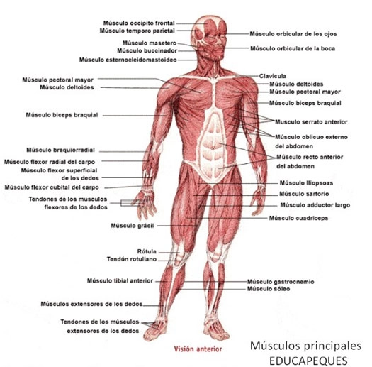 Todo lo que debes saber sobre el sistema muscular Todo lo que debes saber sobre el sistema muscular