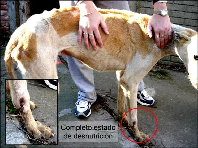 Decile NO al maltrato animal! - Fornewssites! Decile NO al maltrato animal! - Fornewssites!