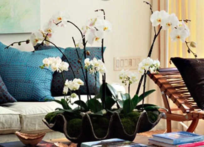 Decoración ARTICO. Ideas y Consejos con Flores y Plantas ...
