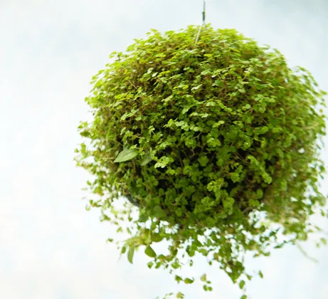 Decorando con plantas | Grupo 1 Construcciones