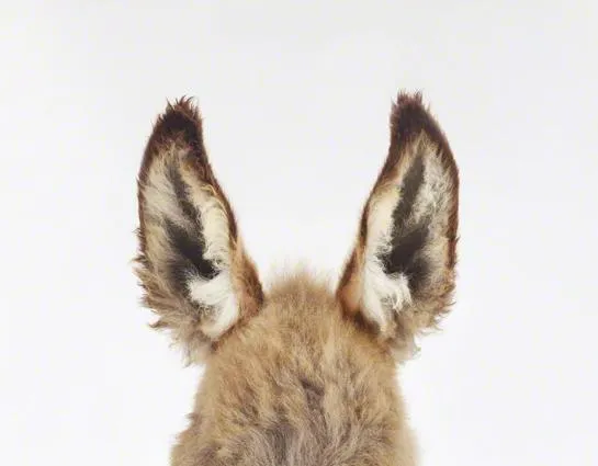Decorar paredes infantiles : Láminas de animales - Paperblog Decorar paredes infantiles : Láminas de animales - Paperblog