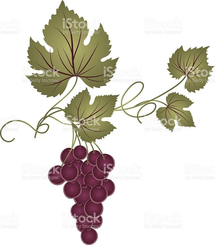 Decorative Grape Vine | Cómo dibujar cosas, Dibujos, Hojas de uva Decorative Grape Vine | Cómo dibujar cosas, Dibujos, Hojas de uva
