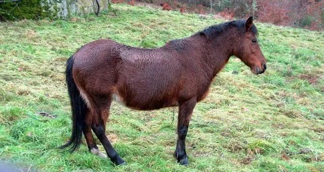 Un decreto amenaza a los últimos ponis salvajes de Galicia | La ... Un decreto amenaza a los últimos ponis salvajes de Galicia | La ...