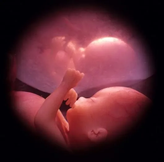 Dibujo de etapa prenatal - Imagui