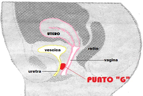 deficit estrogenico | FertilityCenter