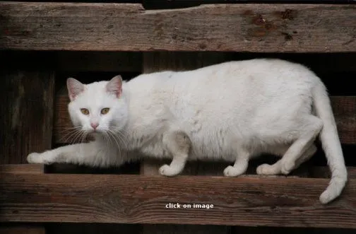 Definiciencia Popular: Buscarle la Quinta Pata al Gato Definiciencia Popular: Buscarle la Quinta Pata al Gato