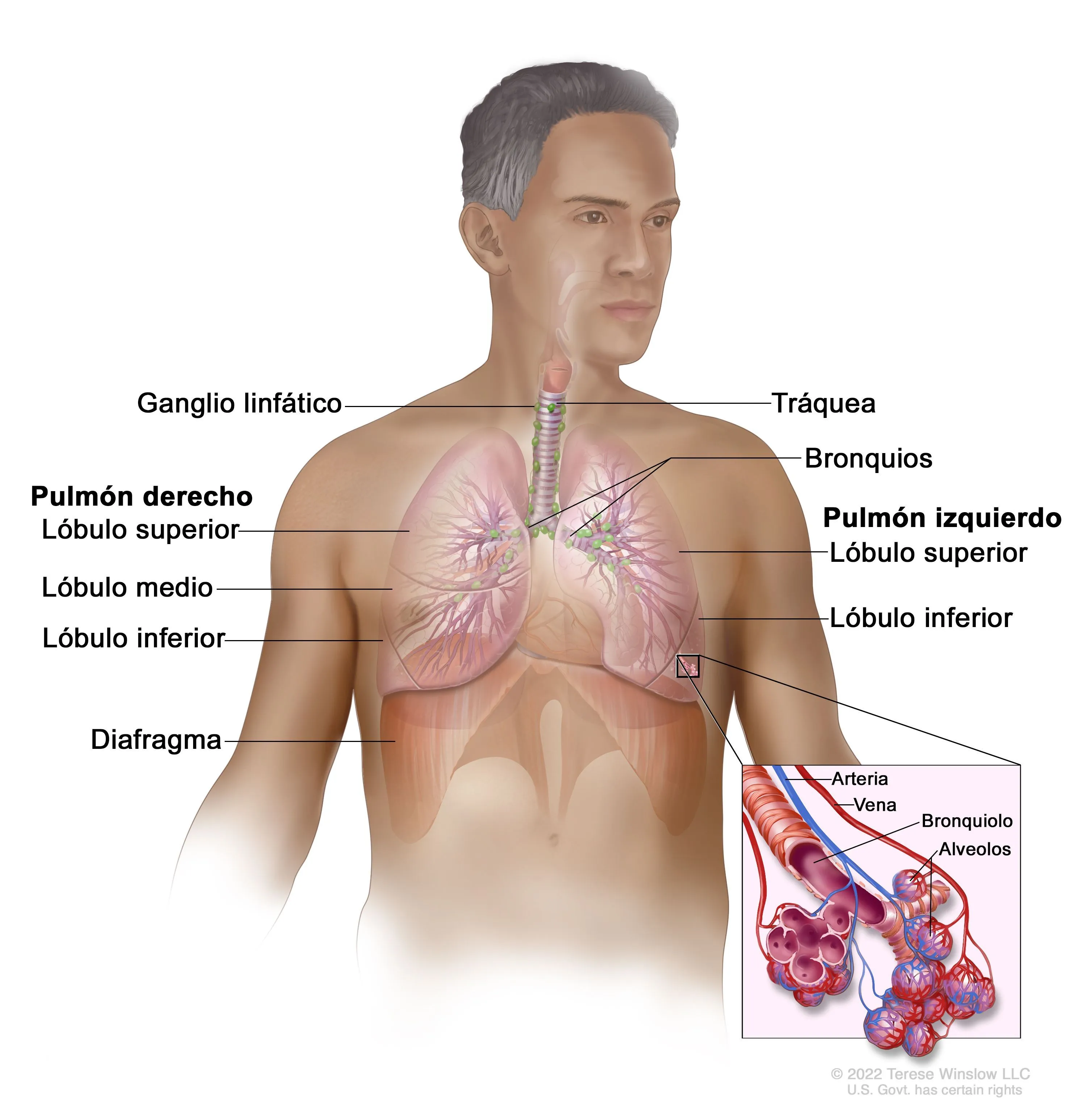 Definición de alvéolos - Diccionario de cáncer del NCI - NCI Definición de alvéolos - Diccionario de cáncer del NCI - NCI