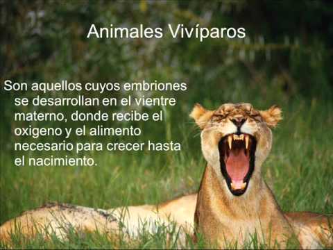 ovíparos-百里挑一网