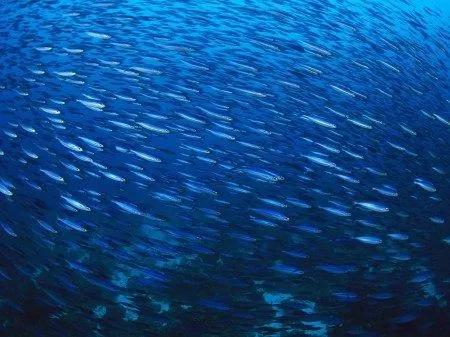 Definición de Banco de peces » Concepto en Definición ABC Definición de Banco de peces » Concepto en Definición ABC