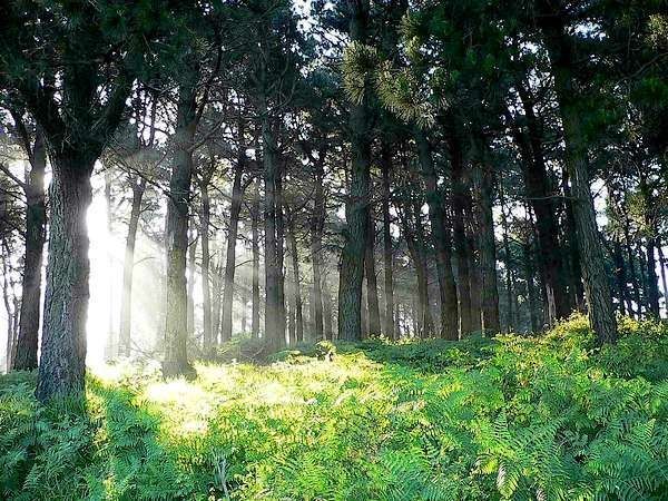 Definición de Bosque » Concepto en Definición ABC Definición de Bosque » Concepto en Definición ABC